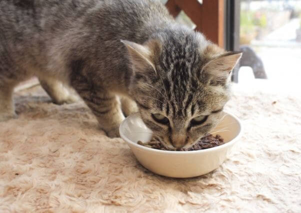 CHささやか丸,訪問介護,恵庭,ヘルパー,ささやか丸